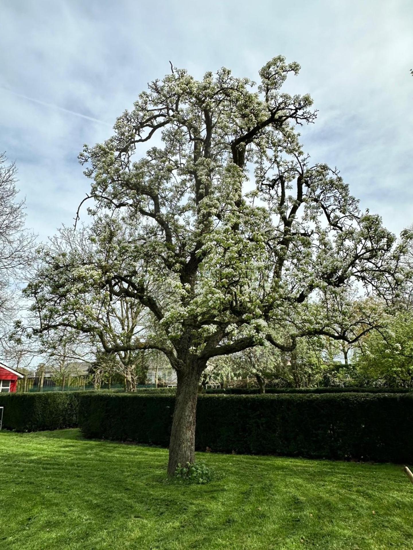 B&B De Perenboom Eck en Wiel Dış mekan fotoğraf